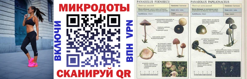 Псилоцибиновые грибы Magic Shrooms  ссылка на мегу   Сясьстрой  где купить наркотик 